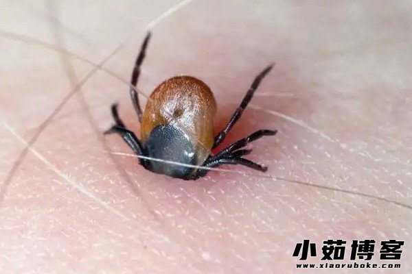 蜱虫的幼虫,若虫和成虫都有吸血的习性,每种蜱虫的寄主