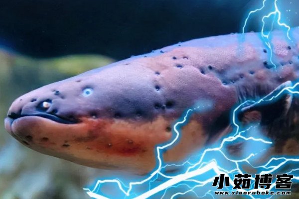 电鳗为什么会放电,体内有大量发电细胞(电压可达300伏至800伏) — 小