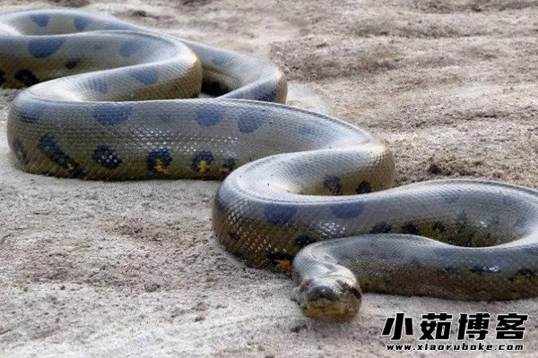 亚马逊森蚺成年后几乎没有天敌,但幼蚺的天敌有很多,比如凯门鳄,美洲