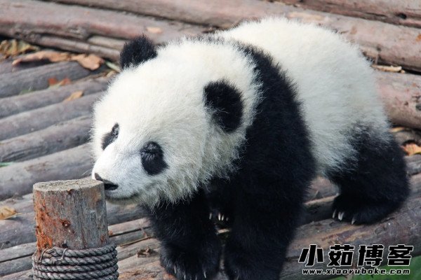 大熊猫为什么是国宝,珍稀/独特/长相可爱(以竹子为食) — 小茹常识