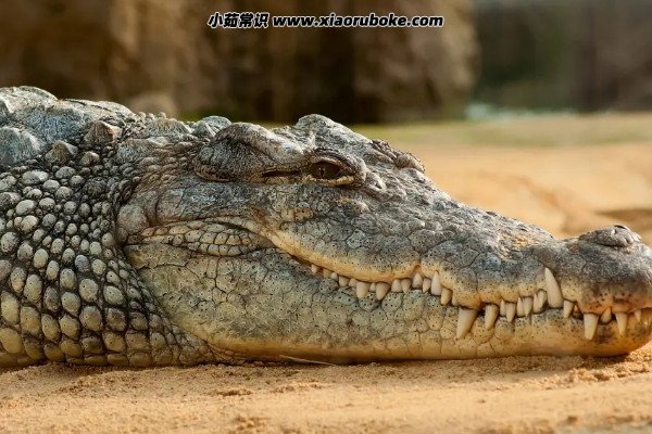 最大的鳄鱼,体型最大的鳄鱼排名(kalia是鳄鱼中的巨无霸) — 小茹常识