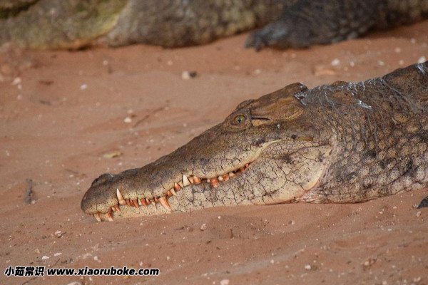 最大的鳄鱼,体型最大的鳄鱼排名(kalia是鳄鱼中的巨无霸) — 小茹常识