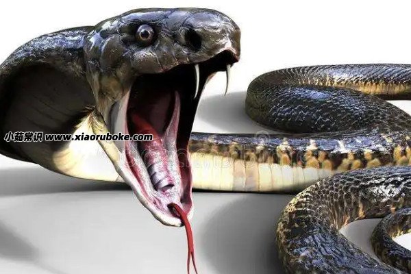 眼镜蛇王的天敌