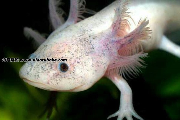 洞螈和蝾螈都属于两栖动物纲,有尾目动物,但洞螈是洞螈科,幼体长有外