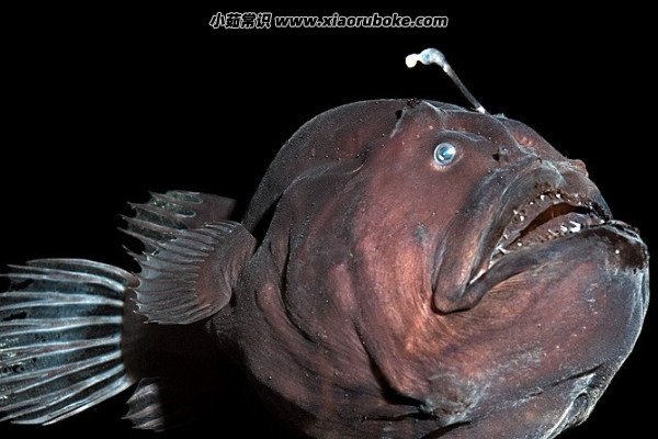 世界十大恐怖鱼