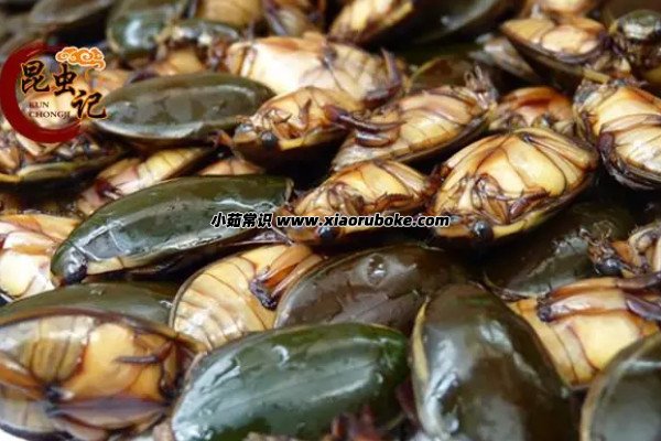 龙虱的天敌是谁,主要天敌是老鼠(会偷吃龙虱产下的卵) — 小茹常识