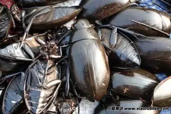 龙虱的天敌是谁,主要天敌是老鼠(会偷吃龙虱产下的卵) — 小茹常识