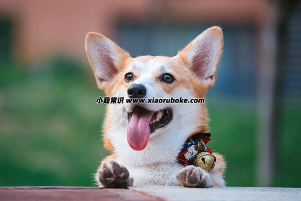 宠物如何驱虫怎么办，给宠物驱虫的三大方法-第1张图片-阔酒网