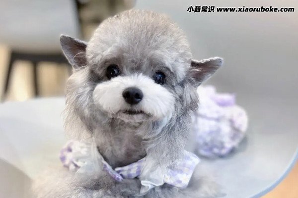 宠物如何驱虫怎么办，给宠物驱虫的三大方法-第4张图片-阔酒网