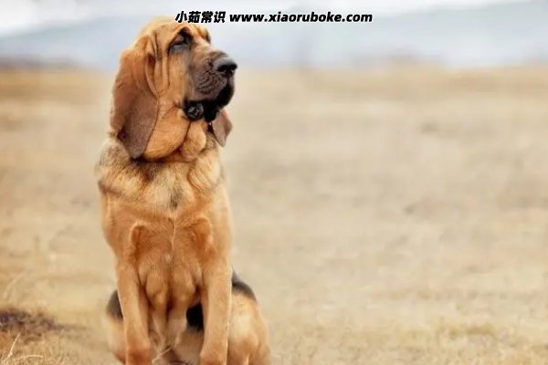 六畜家禽指的都有什么，猪/牛/羊/鸡/马/狗-第6张图片-阔酒网